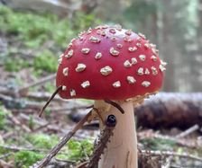 One of the many mushrooms late summer - © Pension zu Hause